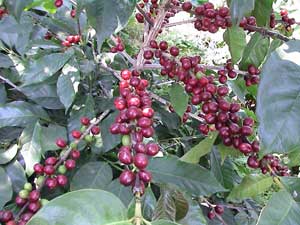 The Coffee Tree Company